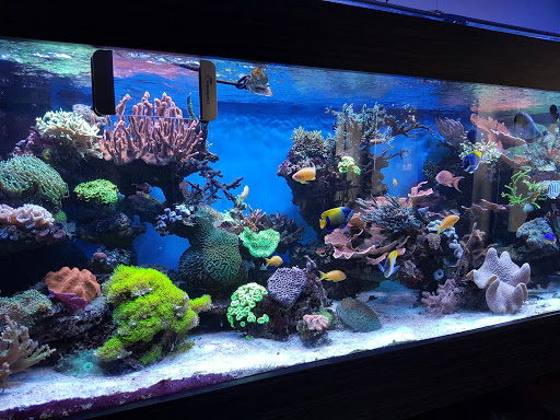 Aquaristik-Service St. Wendel - Thumbnail