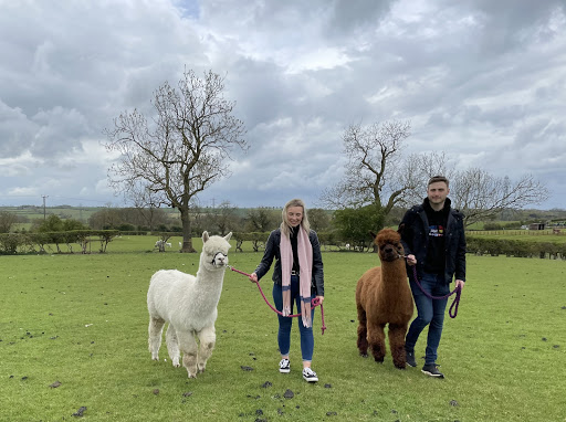 Grange Alpacas & Glamping - Thumbnail