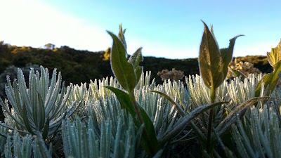 Photos of Gunung Pangrango