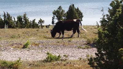 Photos of Rumpo linnuvaatlusplatvorm