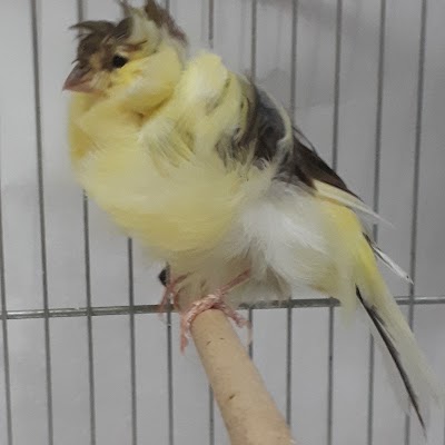 Photos of Canary Lavizan