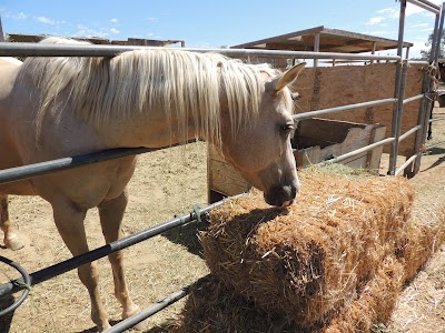 Pony Land: Pony Rides & Petting Zoo