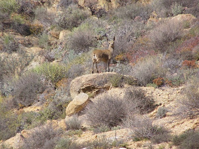 Parc national Namaqua