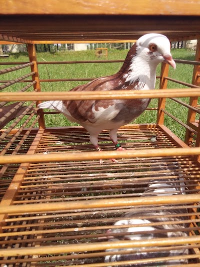 Photos of Gudang Pusaka Team Bird Farm