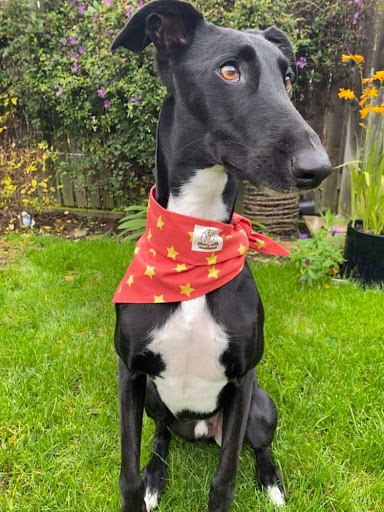 Doggy Smiles Gallery - United Kingdom