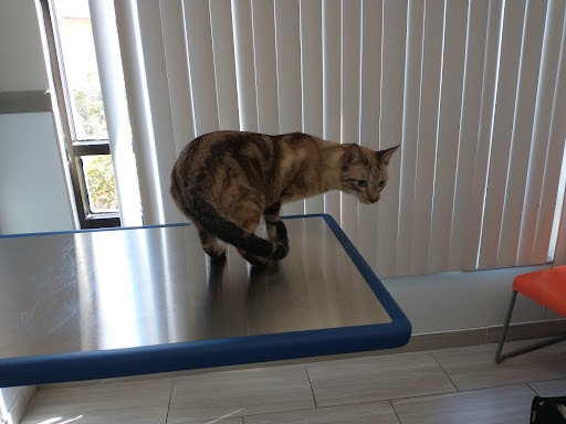Mission Bend Animal Clinic Gallery - United States