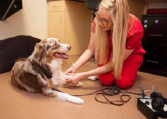 Cvca Cardiac Care For Pets