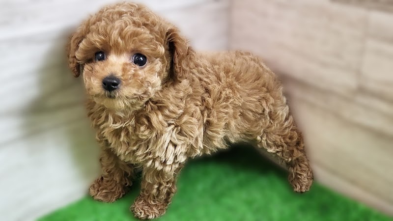 ペットショップ コーナン ペットプラザ（子犬販売コーナー） 厚木市 下荻野店