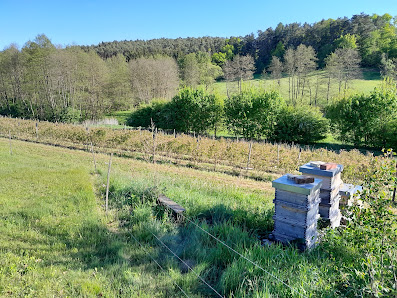 Biohof Erdmann Heidelbeeren Neustiftbachstraße 13, 7532 Litzelsdorf, Österreich