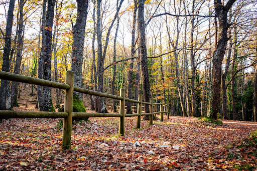Bosco di San Marco In Lamis - Thumbnail