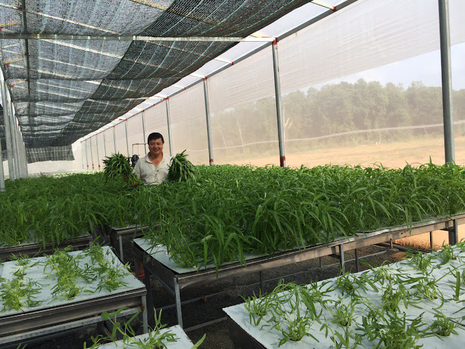 Rau Sạch Địa Lợi, Cửa Dương, Phú Quốc, Kiên Giang