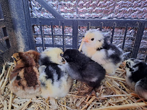 Photo n°7 de FERME DE PADULA à Porto-Vecchio (Crêperie)