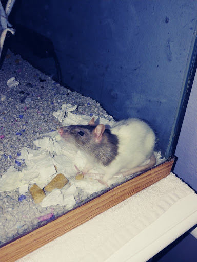 Jungle of Joys Pet Shop - Thumbnail