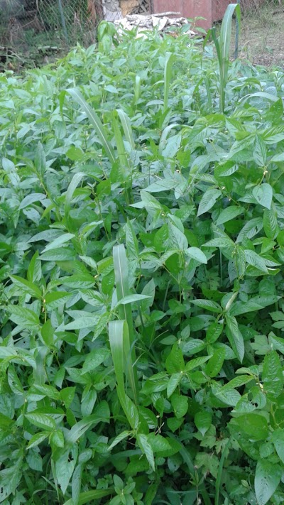 Photos of Bati Koula