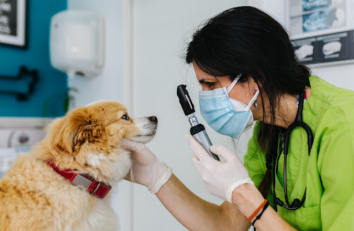 MAVET Centro Veterinario