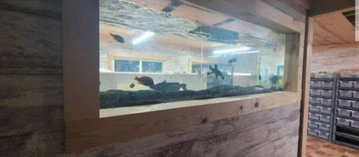 Tnt Exotics - Visual