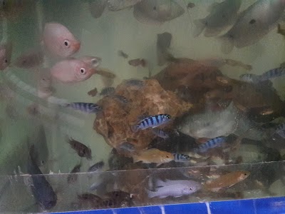 Photos of Aquarium R