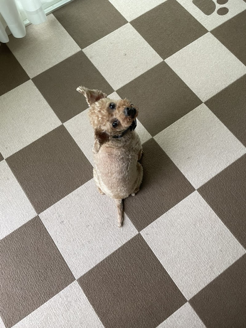 わんてらす ドッグトレーニング★犬のしつけ