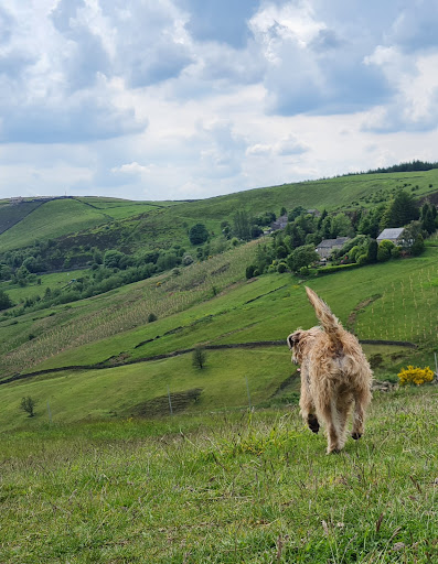 My Dog Field - Thumbnail