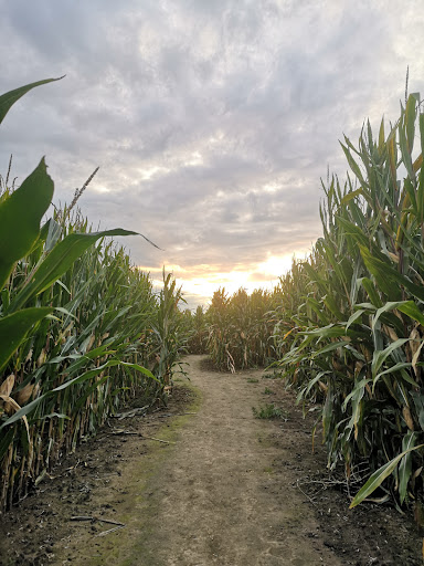 Maislabyrinth vom Erdbeer-Hof Gleidingen