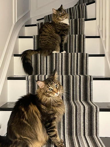Rose Cottage Boarding Cattery Gallery - United Kingdom