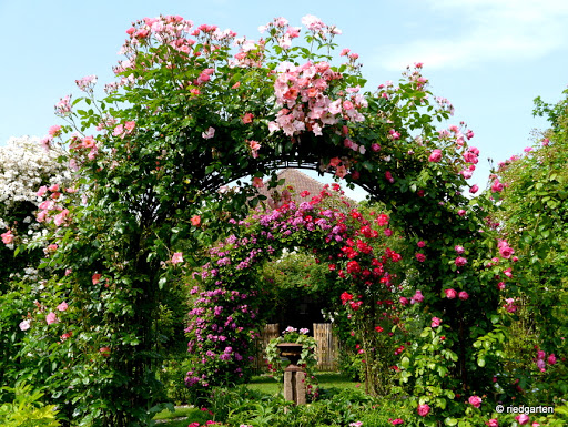 Riedgarten - Visual