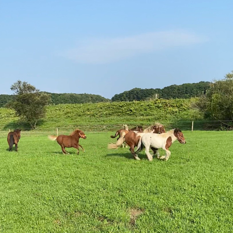 おひさま牧場 ミニチュアホース ふれあい広場