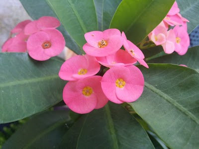 Photos of Sandani Plant Nursery