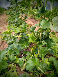 Photo n°8 de Le Champ des lucioles à Baugé-en-Anjou (Maraîcher)