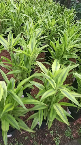 Opiniones de Vivero Musacco en Rocha - Centro de jardinería