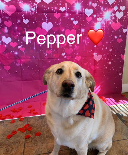 Animal Tender Pet Resort - Thumbnail