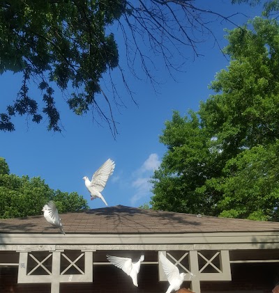 Angelic Doves 