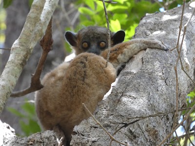 Photos of Zombitse-Vohibasia National Park