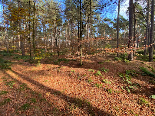 De Dolgaard - Doolhof Landgoed Arcen - Thumbnail