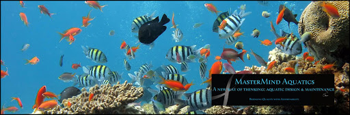 Mastermind Aquatics - Visual
