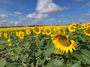 Photo n°9 de Atelier en Fête à Maulay (Sculpteur)