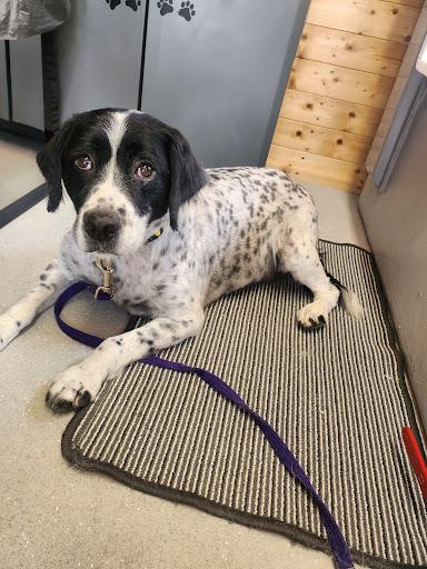 Dogmaster Groomers - Dog Grooming - Thumbnail