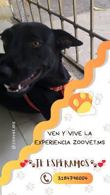 Fotografía de Consultorio Veterinario ZooVet.MS Perro