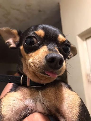 Dog Veterinary Hospital Life - Thumbnail