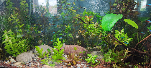 Rêve Exotique (Espace animalier + univers bassin de jardin) - Thumbnail