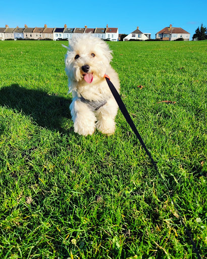 Paws Up Pet Care - Thumbnail