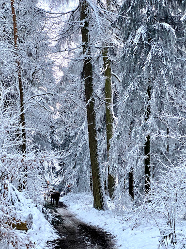 Kreuzbuche - Thumbnail