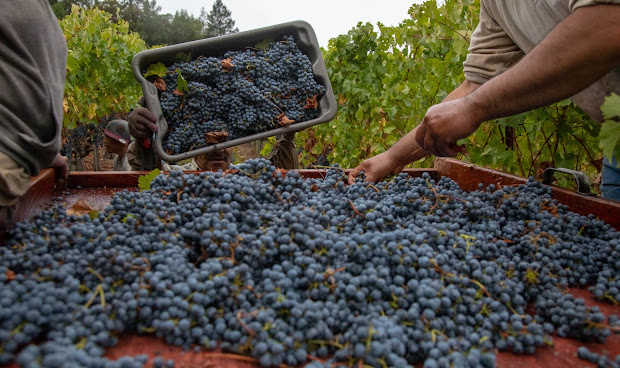 Jordan Vineyard & Winery by null