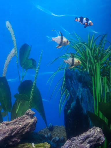 Pieces of the Ocean - Thumbnail