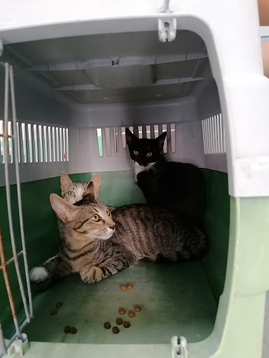 Clinica Veterinaria Tripodi - Thumbnail