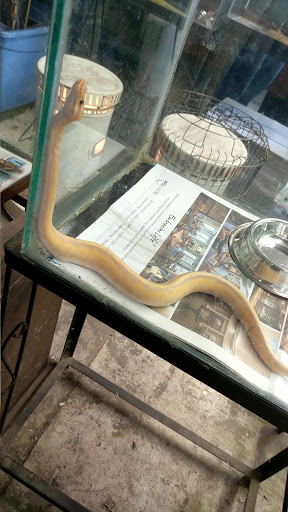 Reptile City