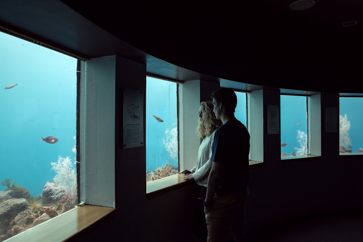 Milford Sound Underwater Observatory - Southern Discoveries by null