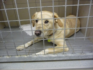 Photo n°14 de Clinique Vétérinaire des Bruyères à Bruyères (Clinique vétérinaire)