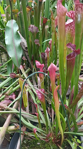 Comentarios y opiniones de Vivero, orquideas y cactus de Liz