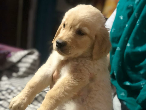 🐕 Golden retriever puppy Available  post image